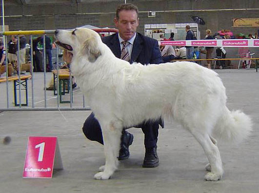 Mechelen 2007 CAC CACIB BOB